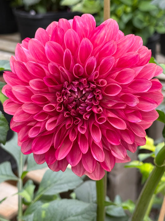 Florelie Candice Rooted Cuttings Shipping Apr 1 - May 15
