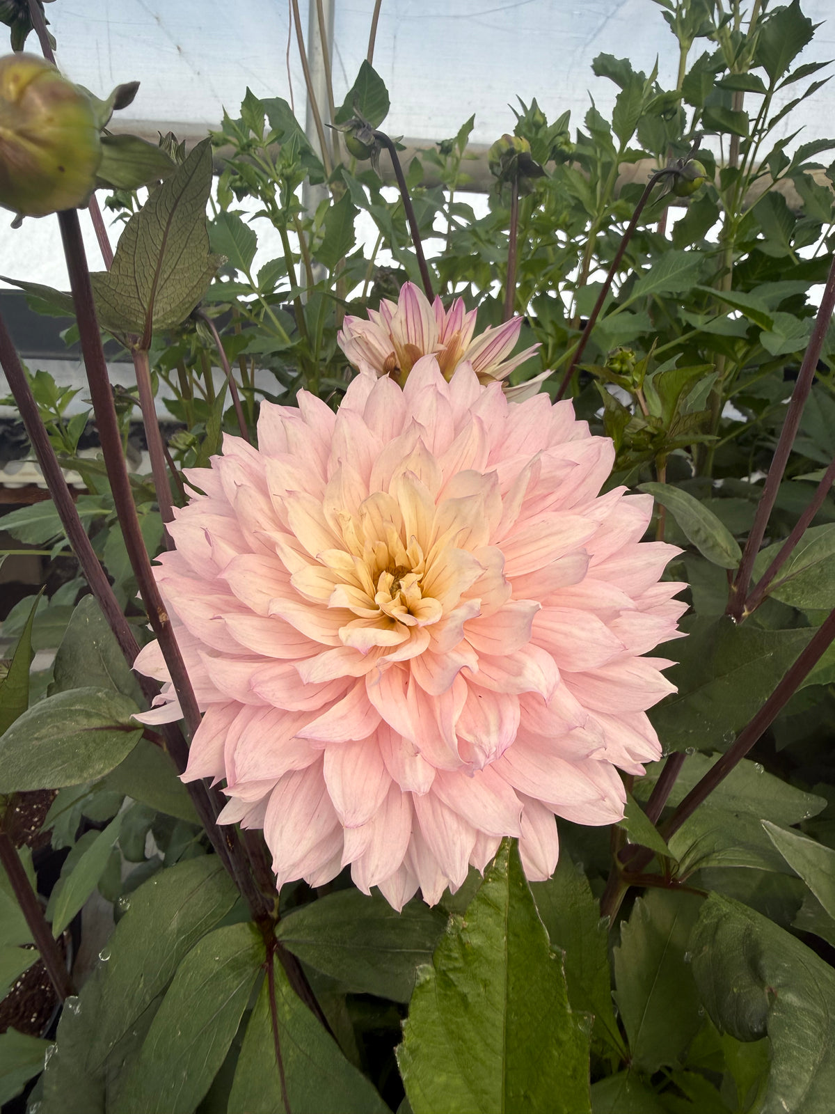Le Thoureil Dahlia