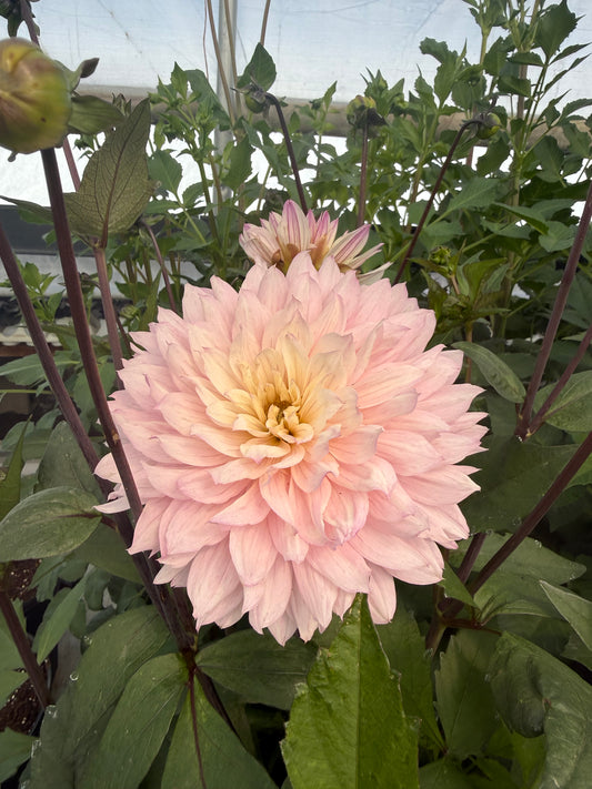 Le Thoureil dahlia with layered pale pink petals and a cream center on a branching stem in a greenhouse.