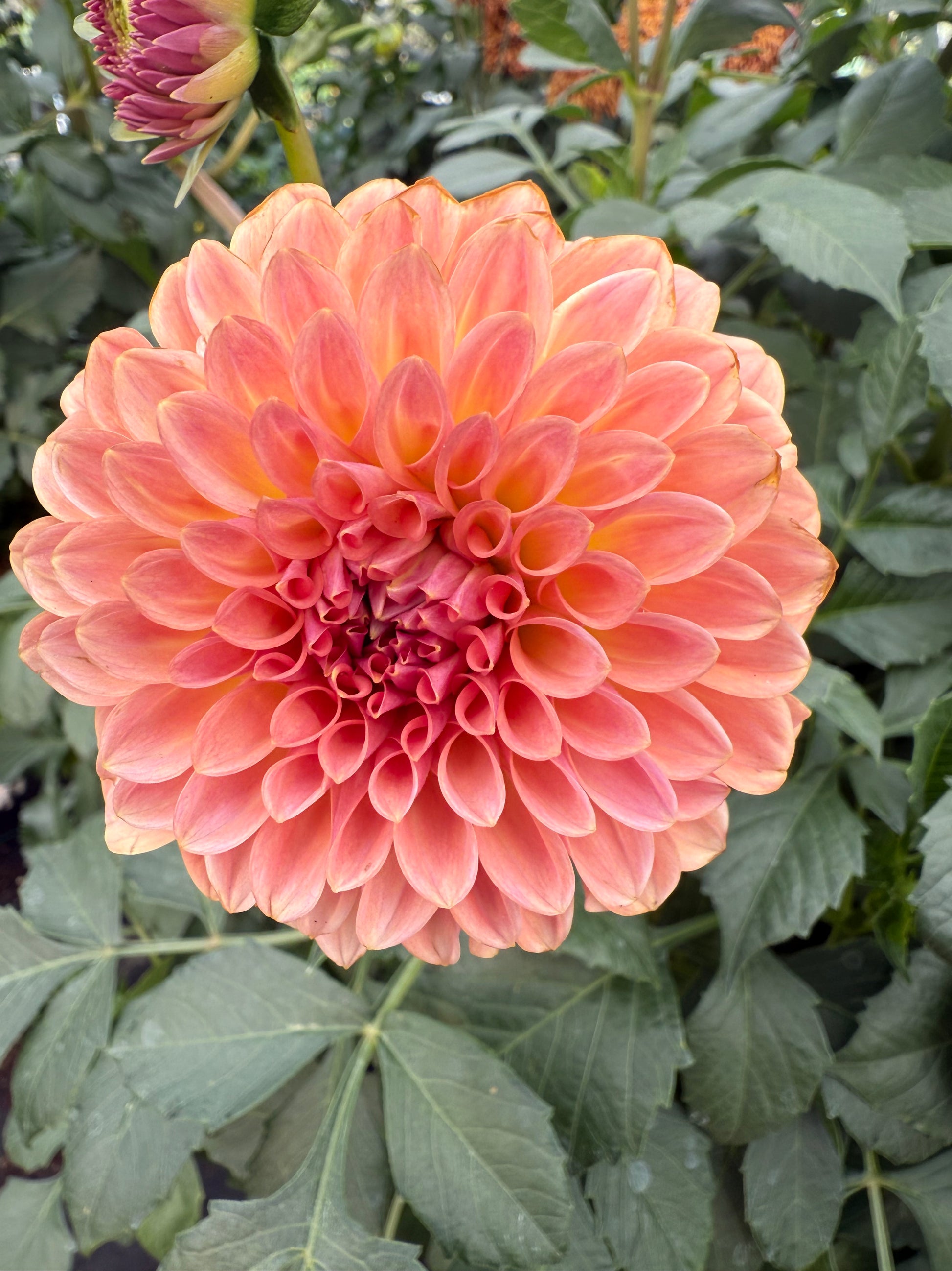 Levi's Blue Smoke Dahlia