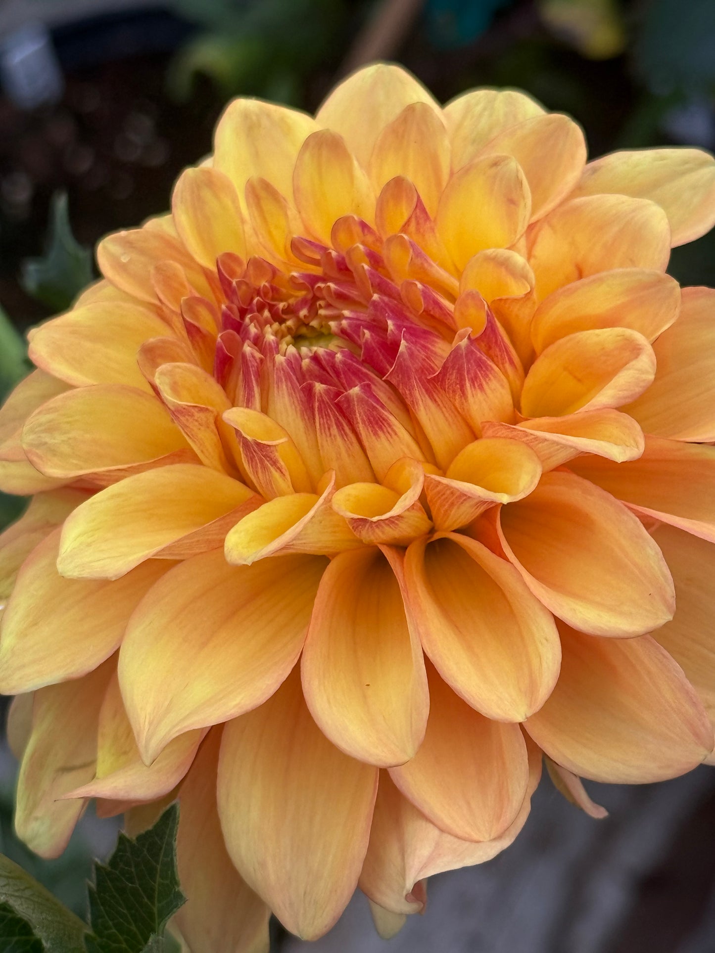 Lee’s Golden Ruffle Rooted Cutting Shipping Apr 1 - May 15
