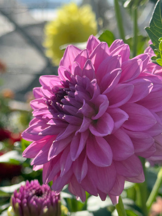 Ferncliff Danube Rooted Cuttings