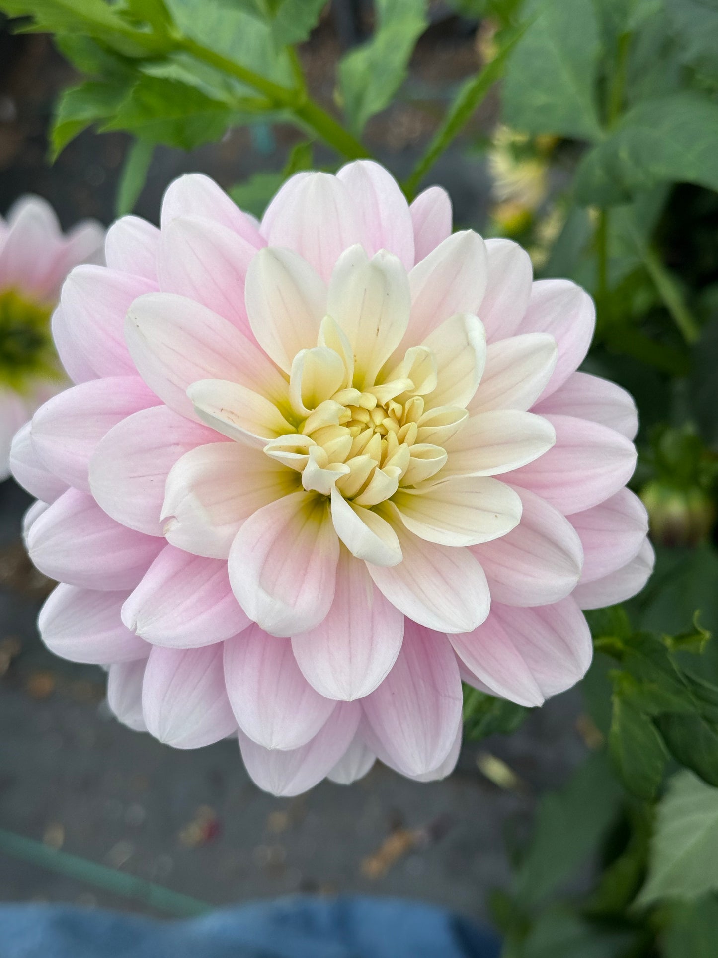 Bracken Ballerina Rooted Cuttings
