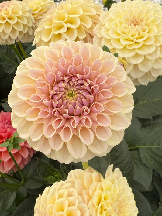 KA’s® Cinder Rose Rooted Cuttings