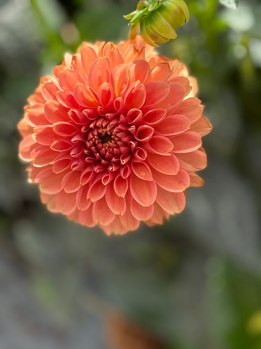 KA’s® Apricot Jam Rooted Cuttings