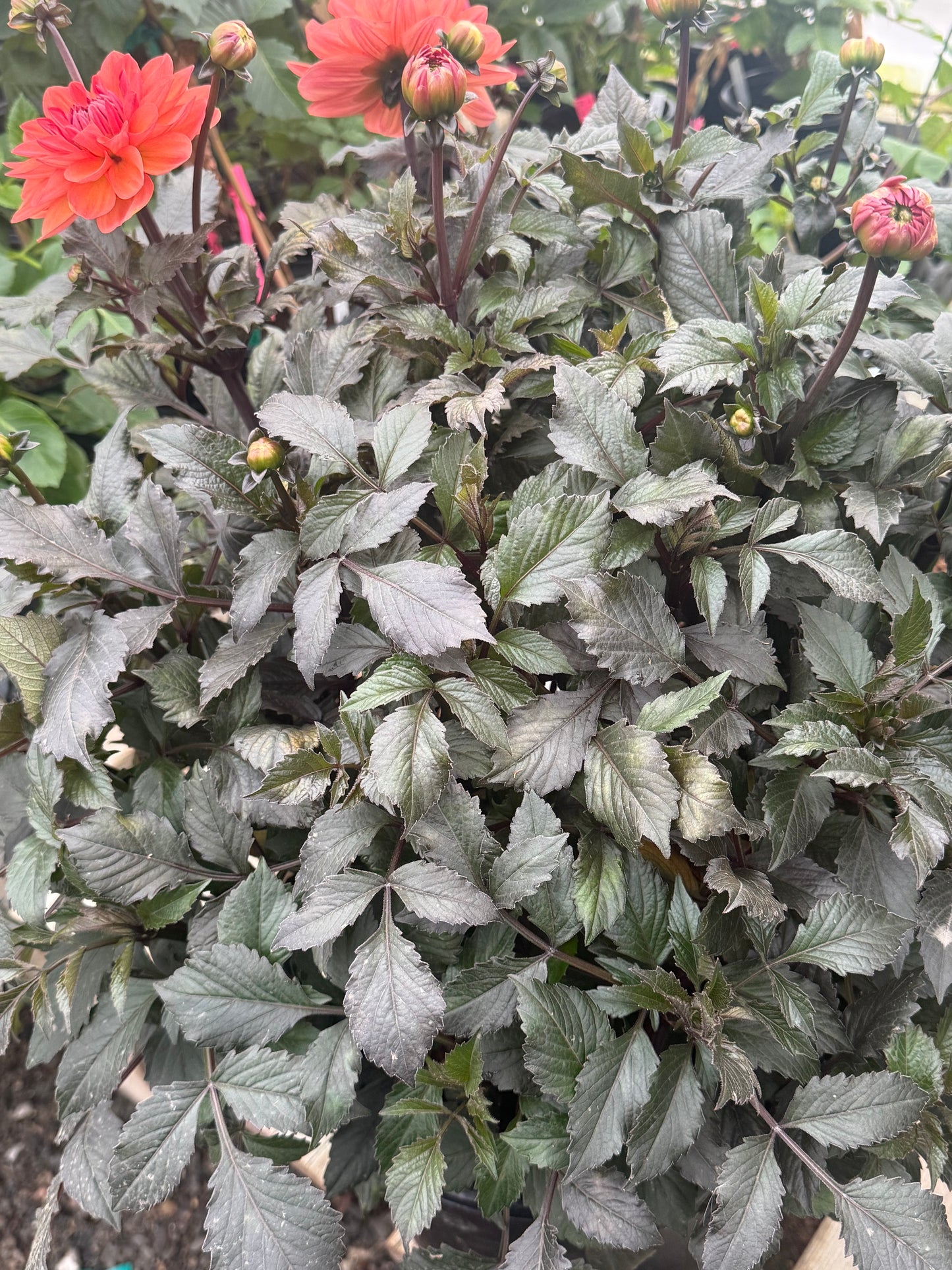 Domaine de Chaumont Sur Loire Rooted Cuttings Shipping Apr 1 - May 15