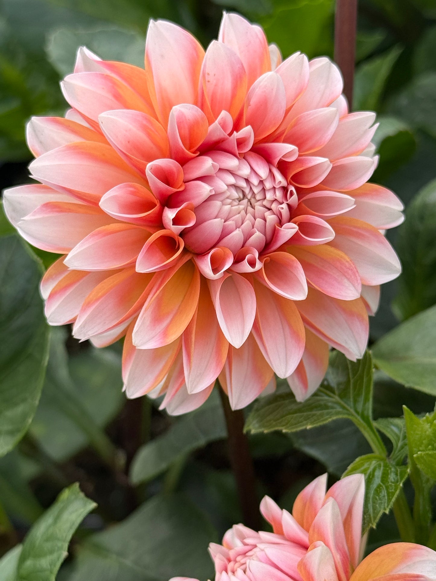 Bell's Otago Rooted Cuttings Shipping Apr 1 - May 15