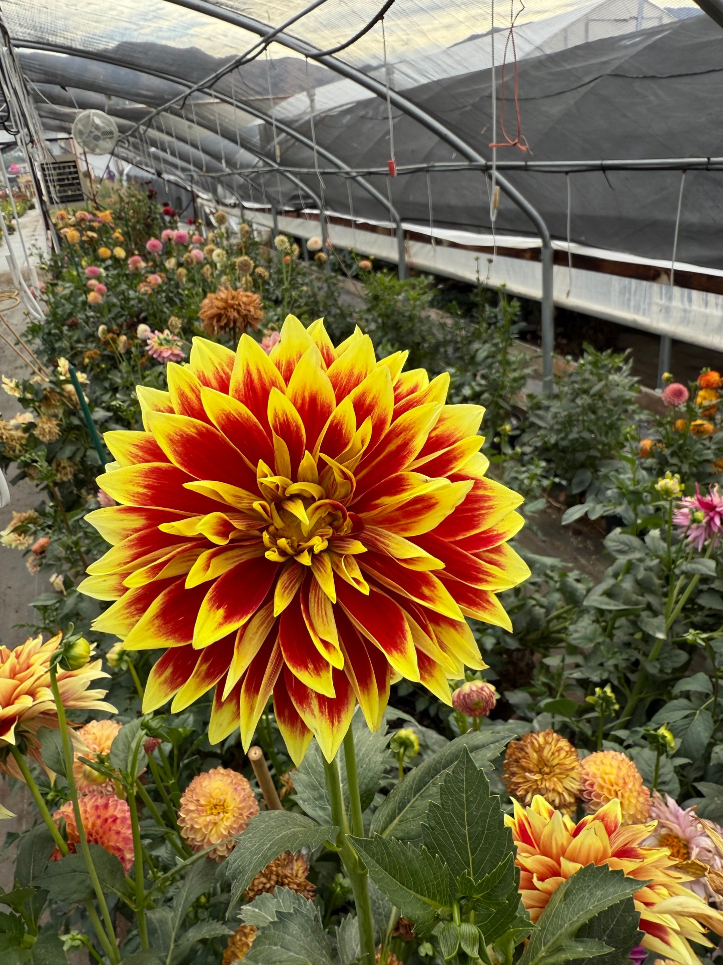 Ketchup & Mustard Dahlia