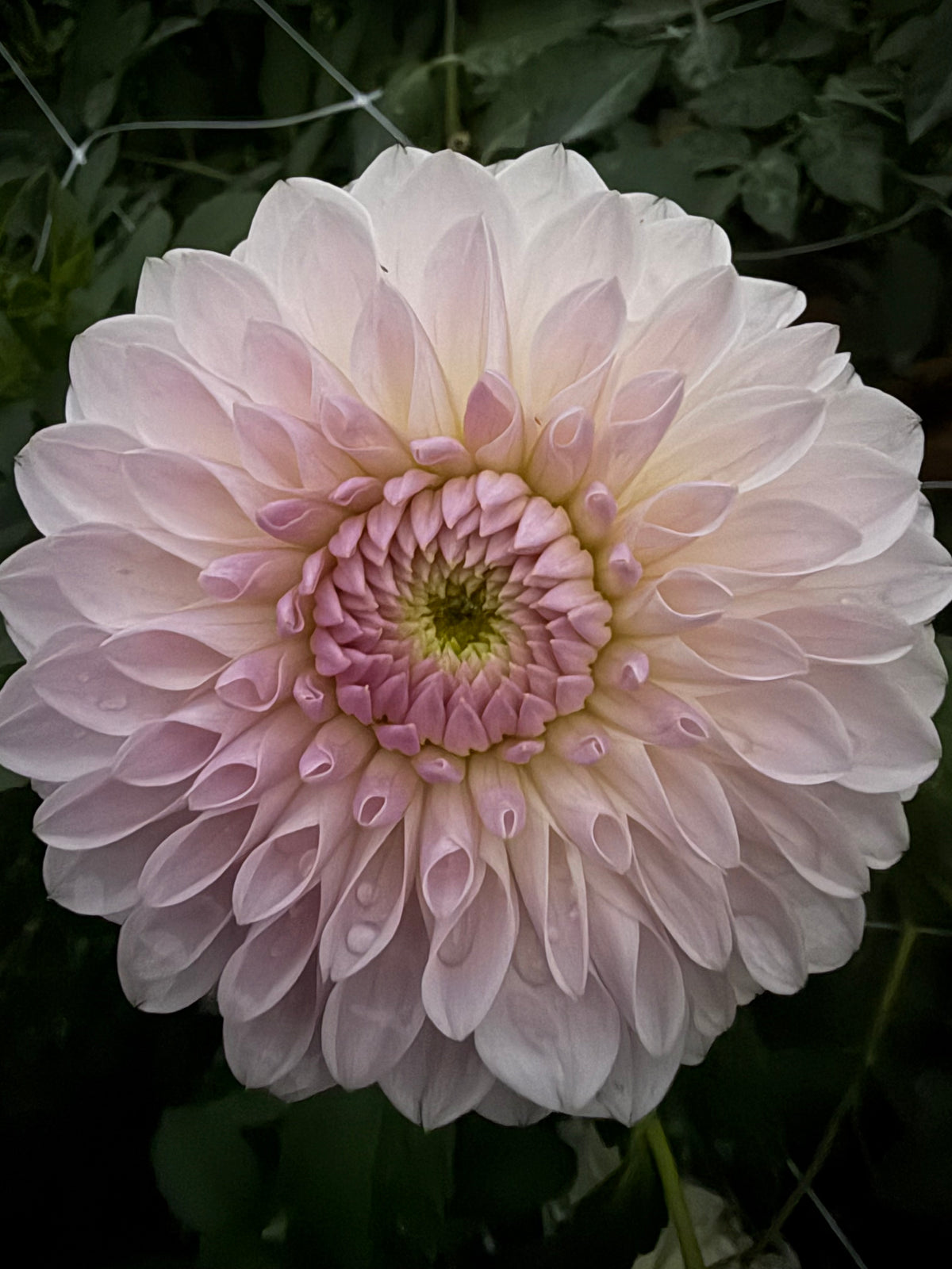 A close-up of a large pale pink dahlia flower named Shiori with layered petals and a darker pink center, photographed against dark green foliage.