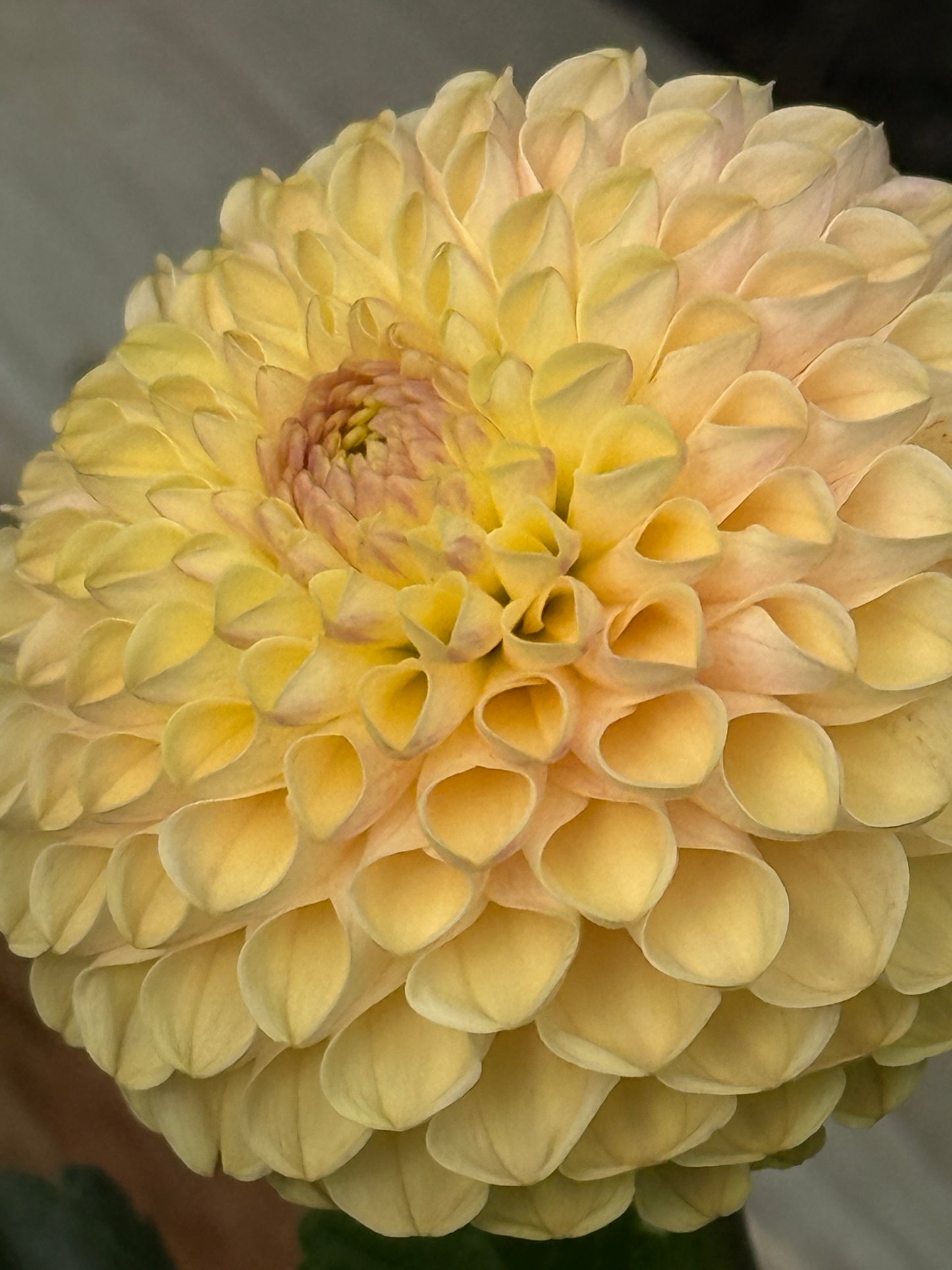 Van Isle Mary Rooted Cuttings