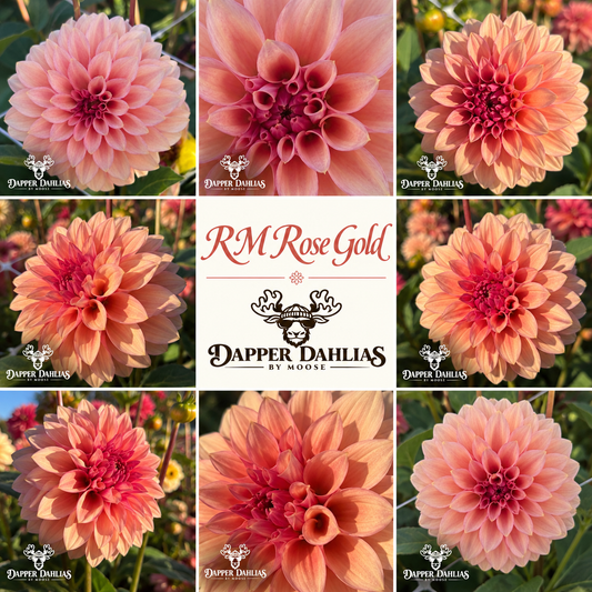Photo collage of RM Rose Gold dahlias showing blush-peach petals and deep rose centers around a branded label.