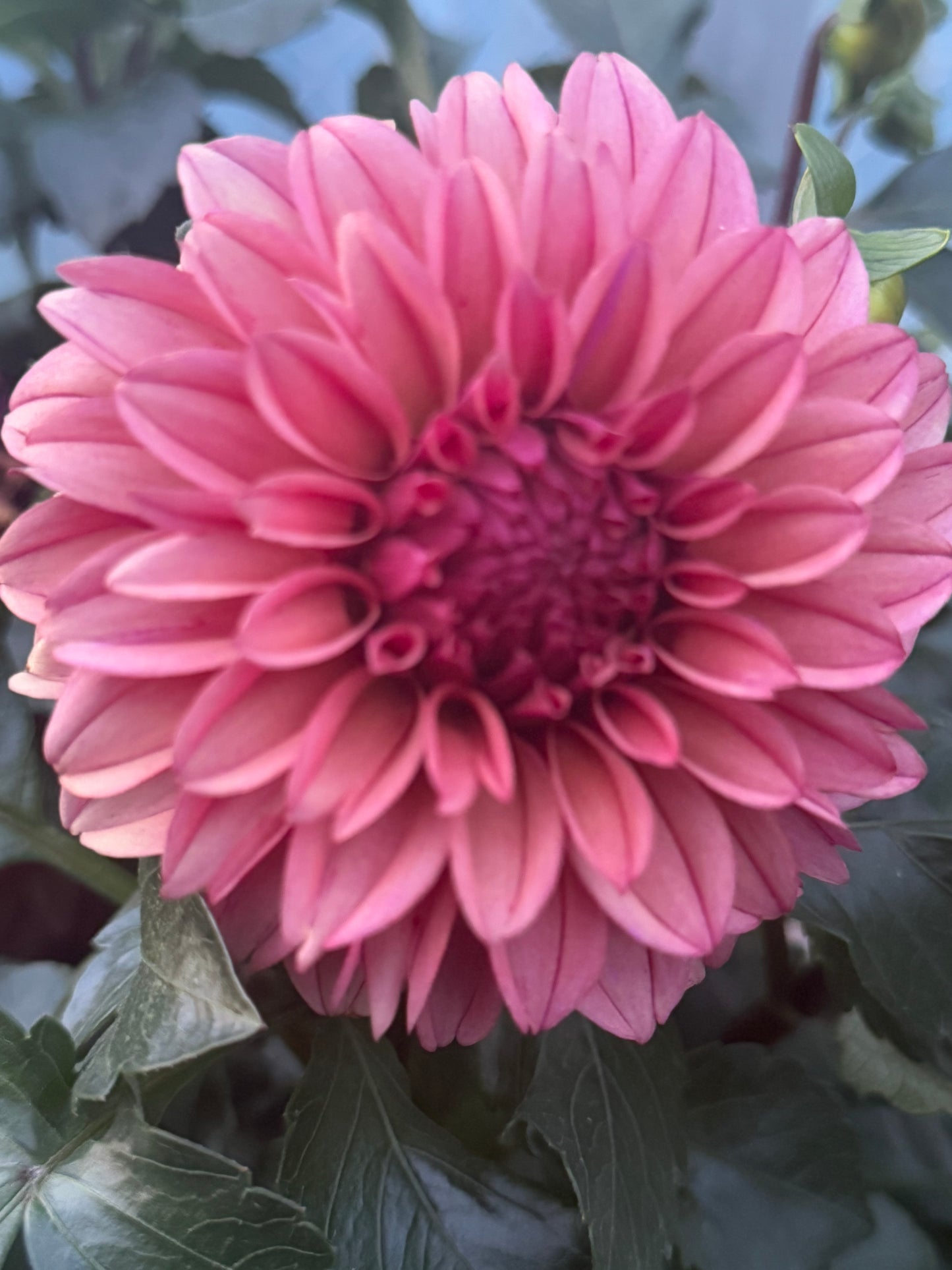 Kennedy Hill Meemer Mae