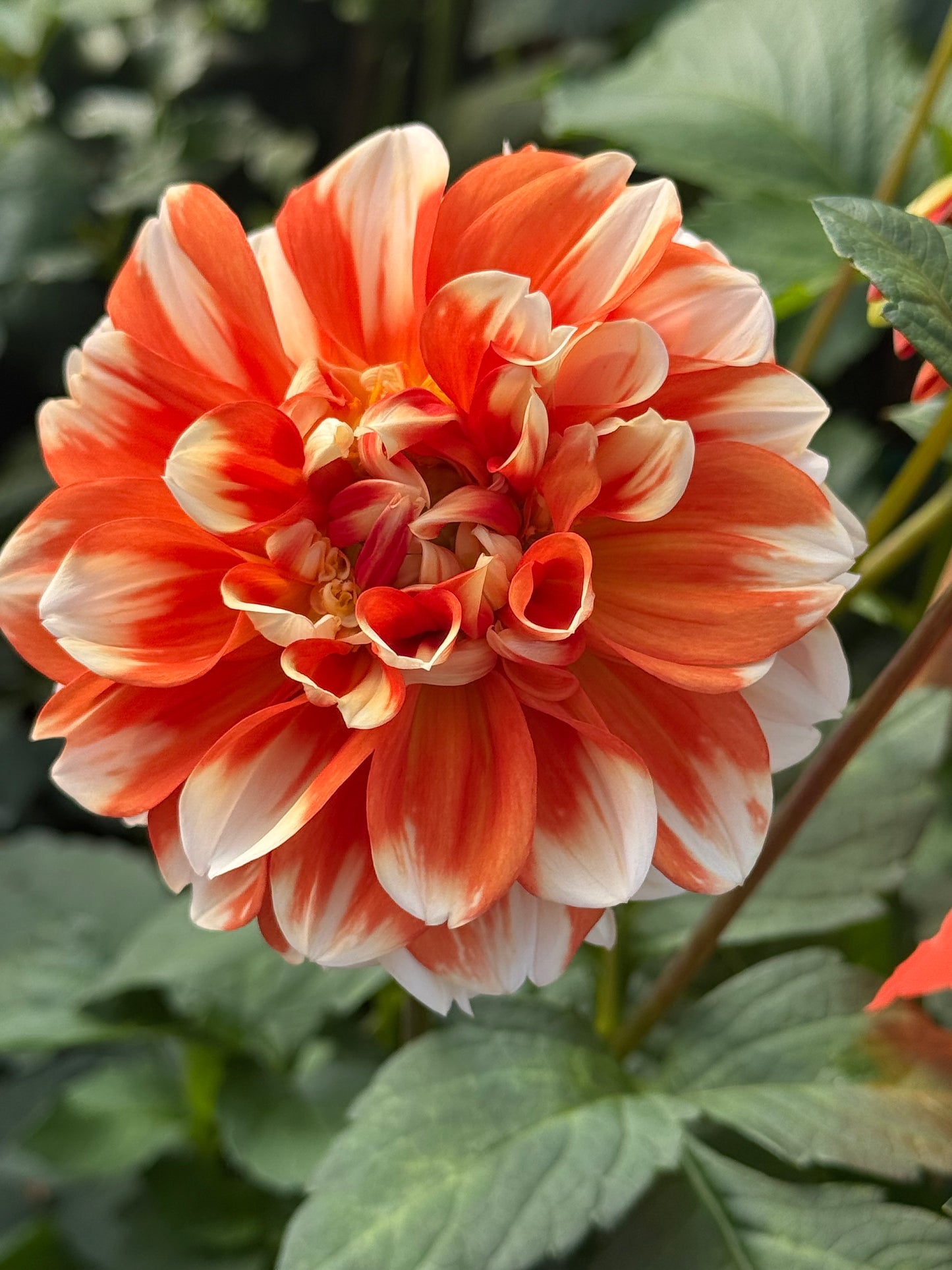 Luan Rooted Cuttings