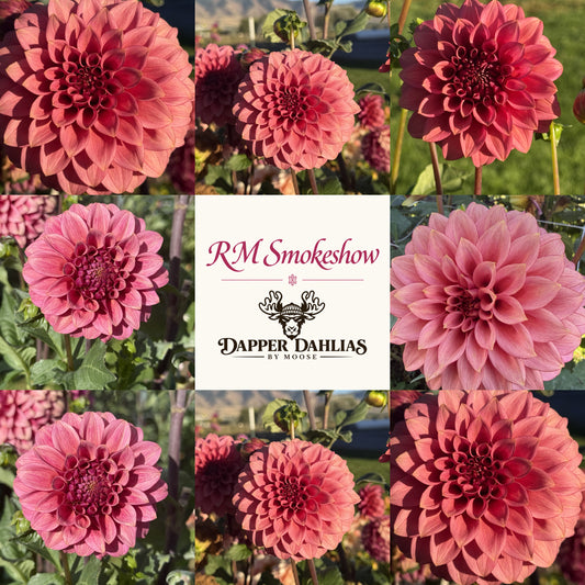 Photo collage of RM Smokeshow dahlias showing dusty rose and coral-pink blooms with curled petals around a branded label.