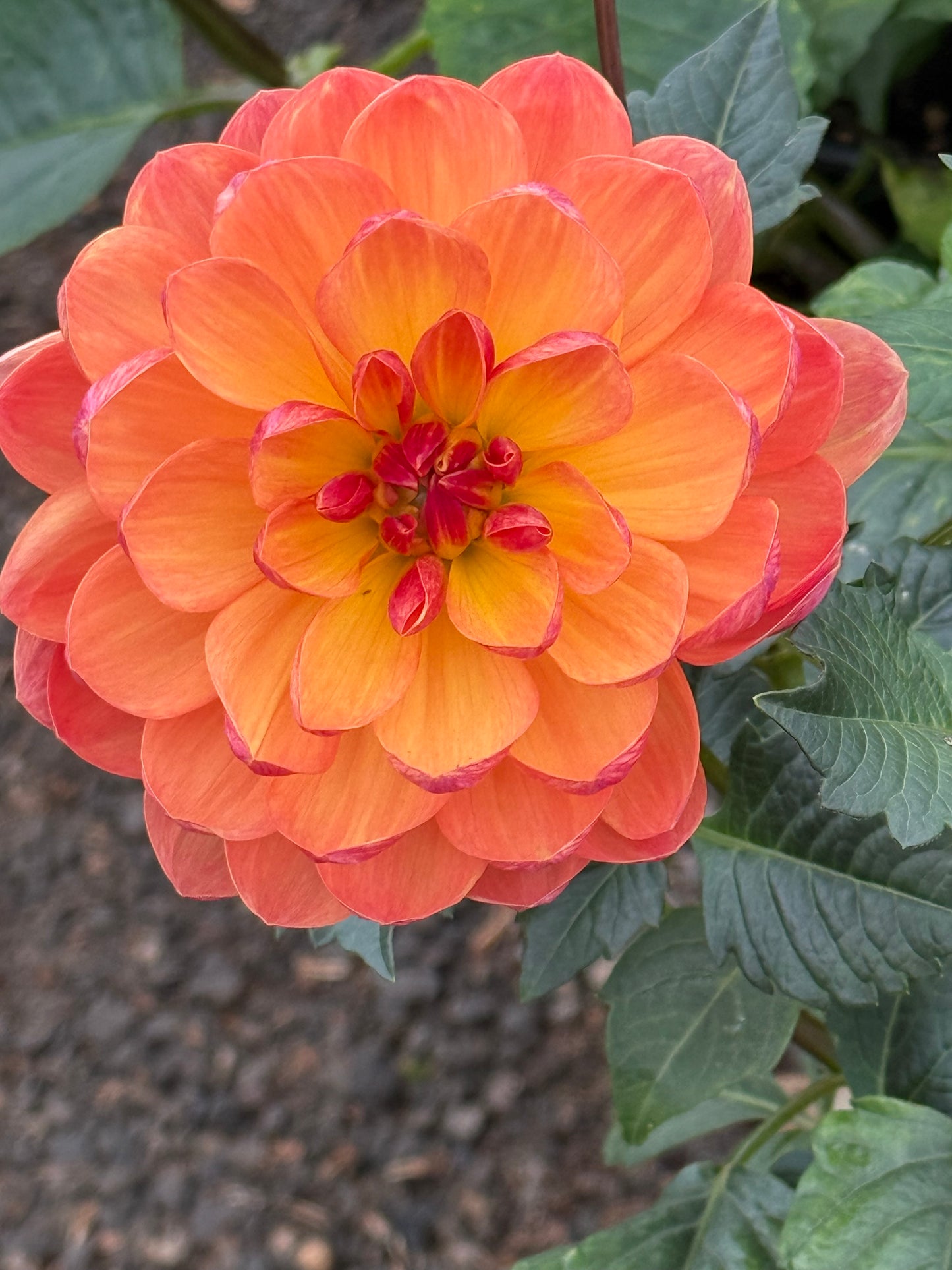 GFF Butterscotch Rooted Cuttings