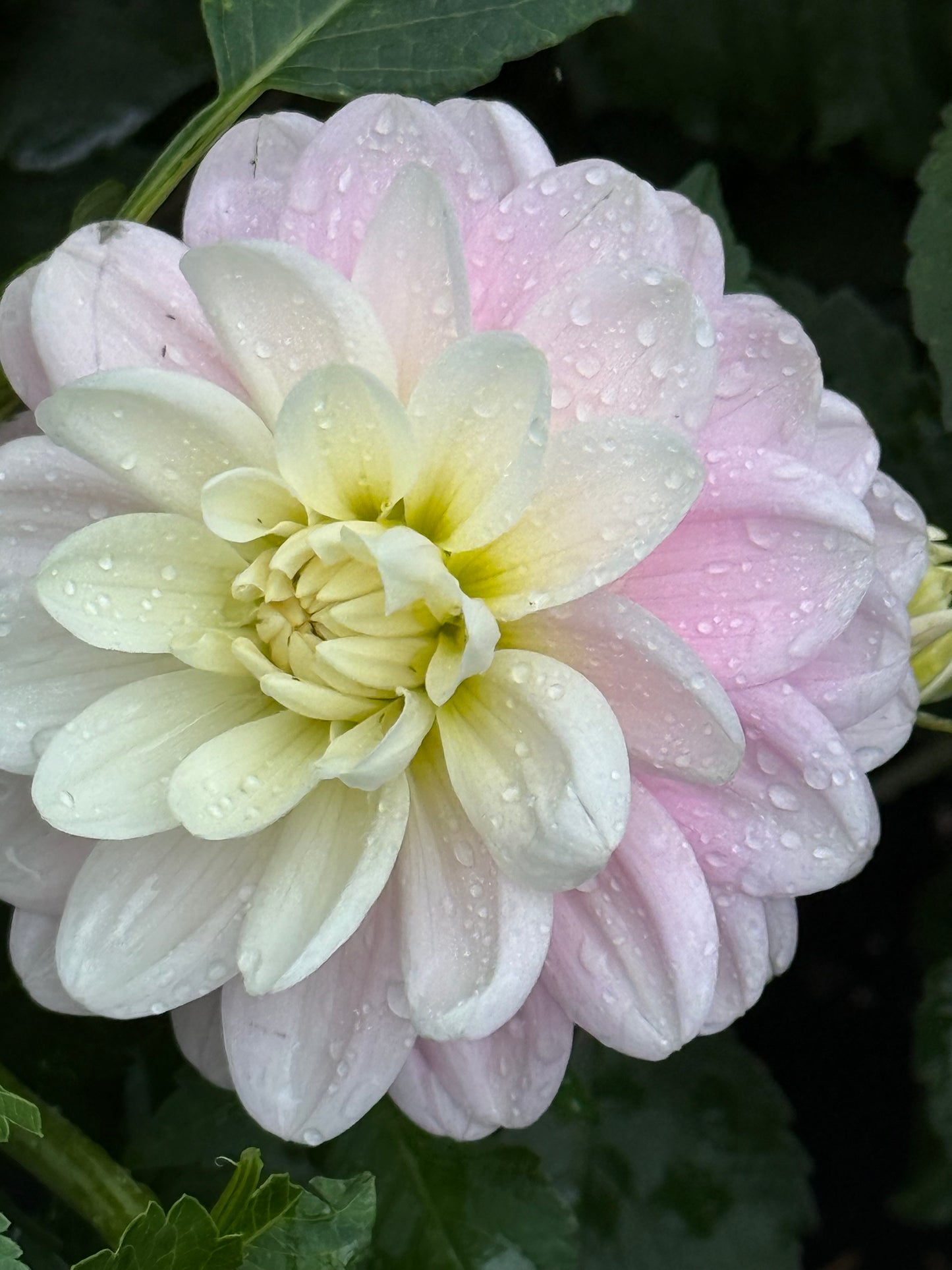 Bracken Ballerina Dahlia