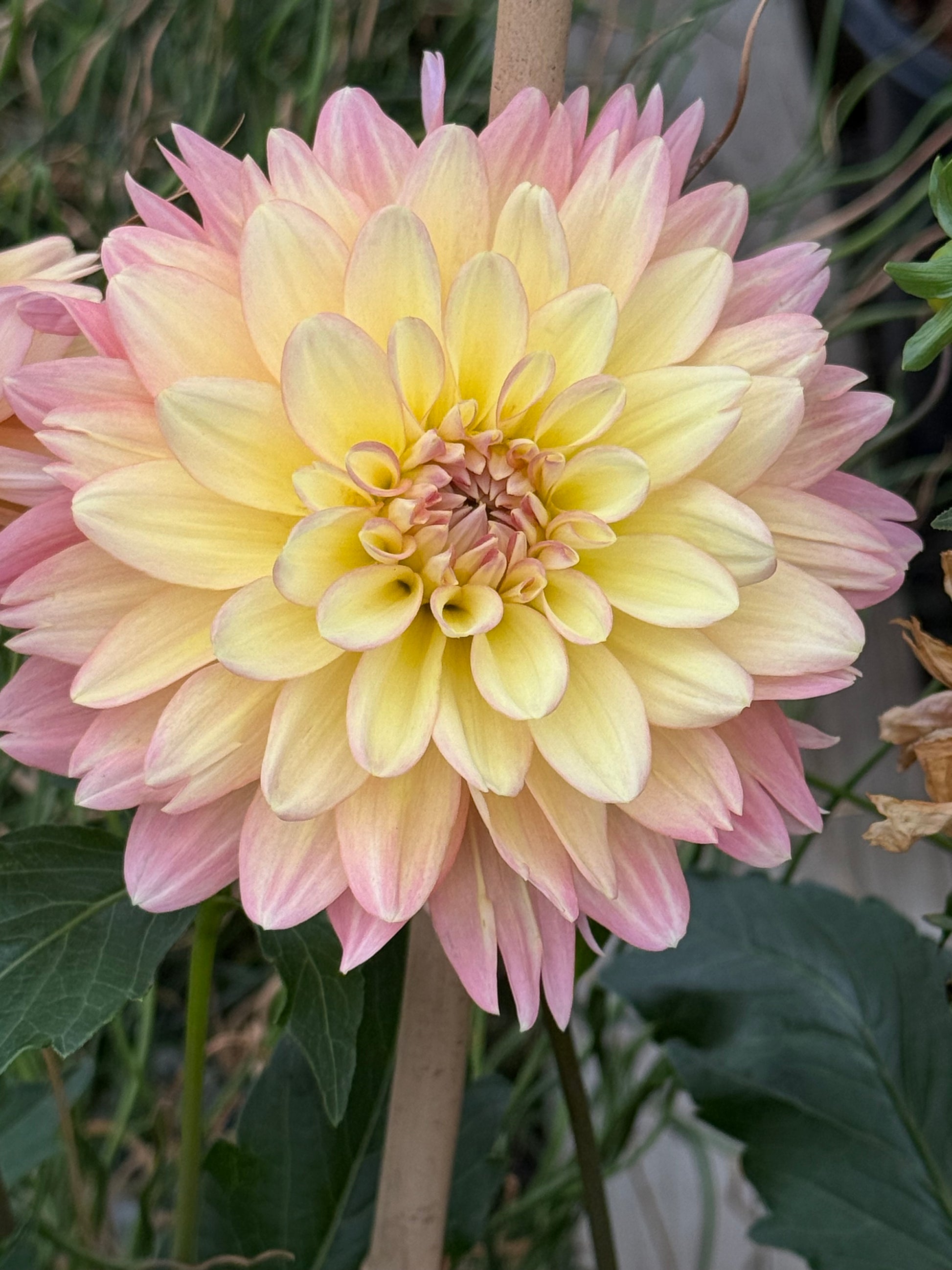 Burfoot Lotus Dahlia