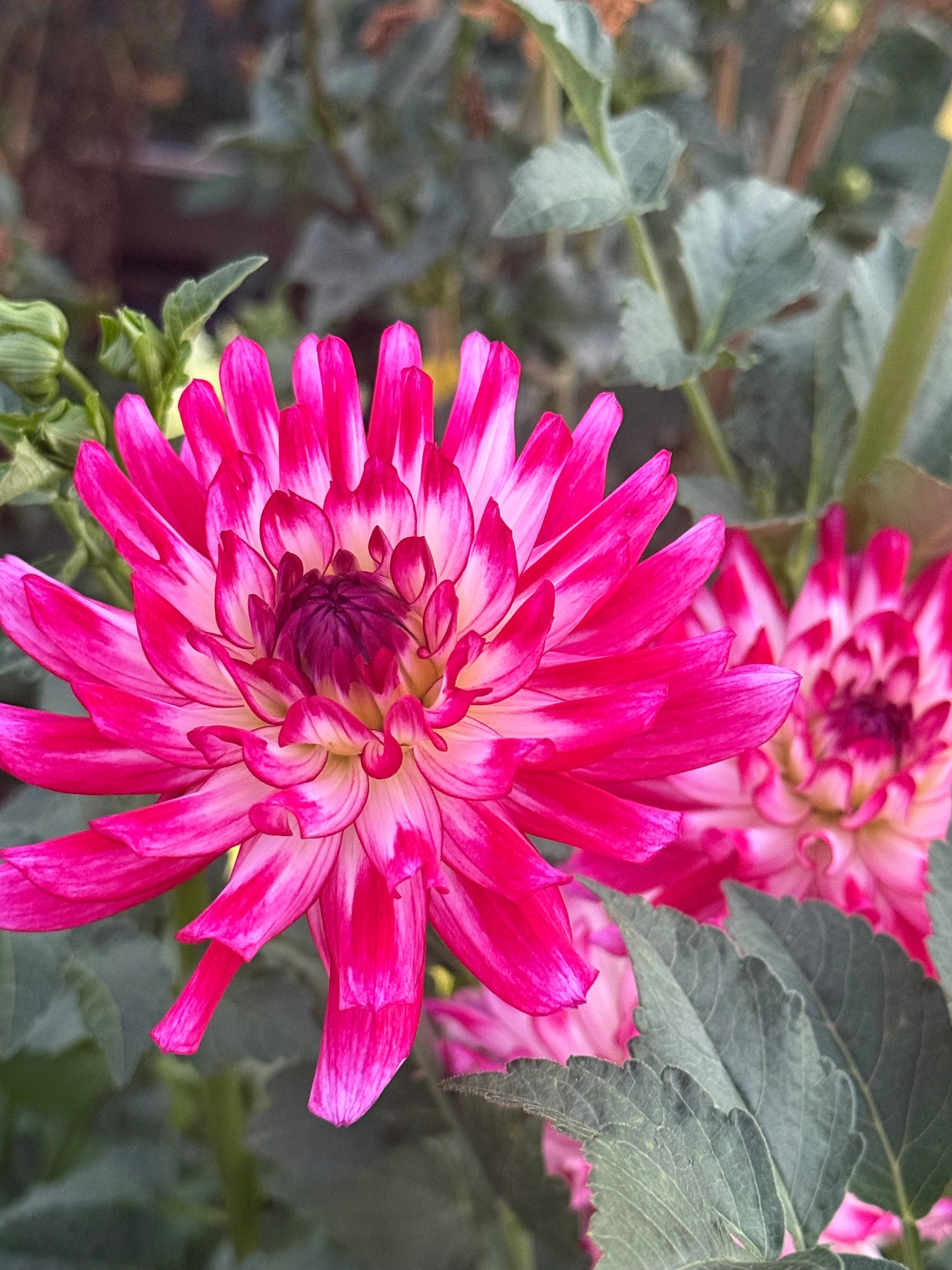 HBG Roxanne Marie Dahlia