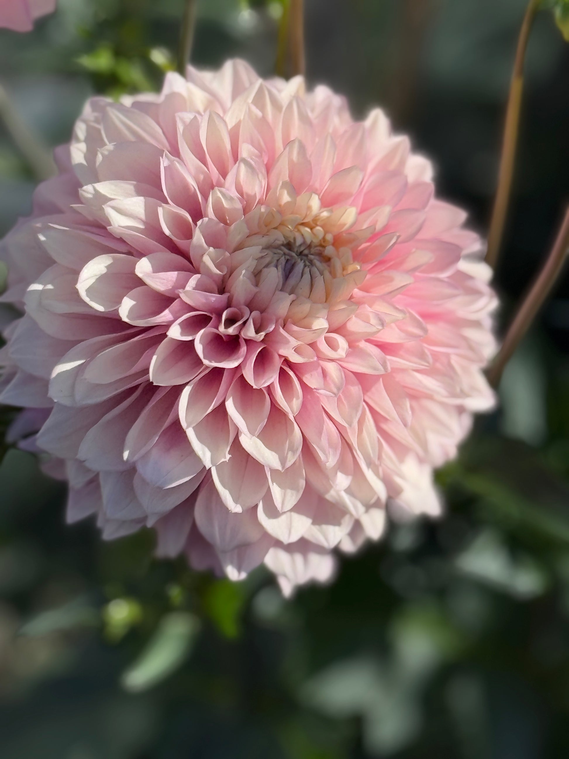 Lee's Swoosie Dahlia