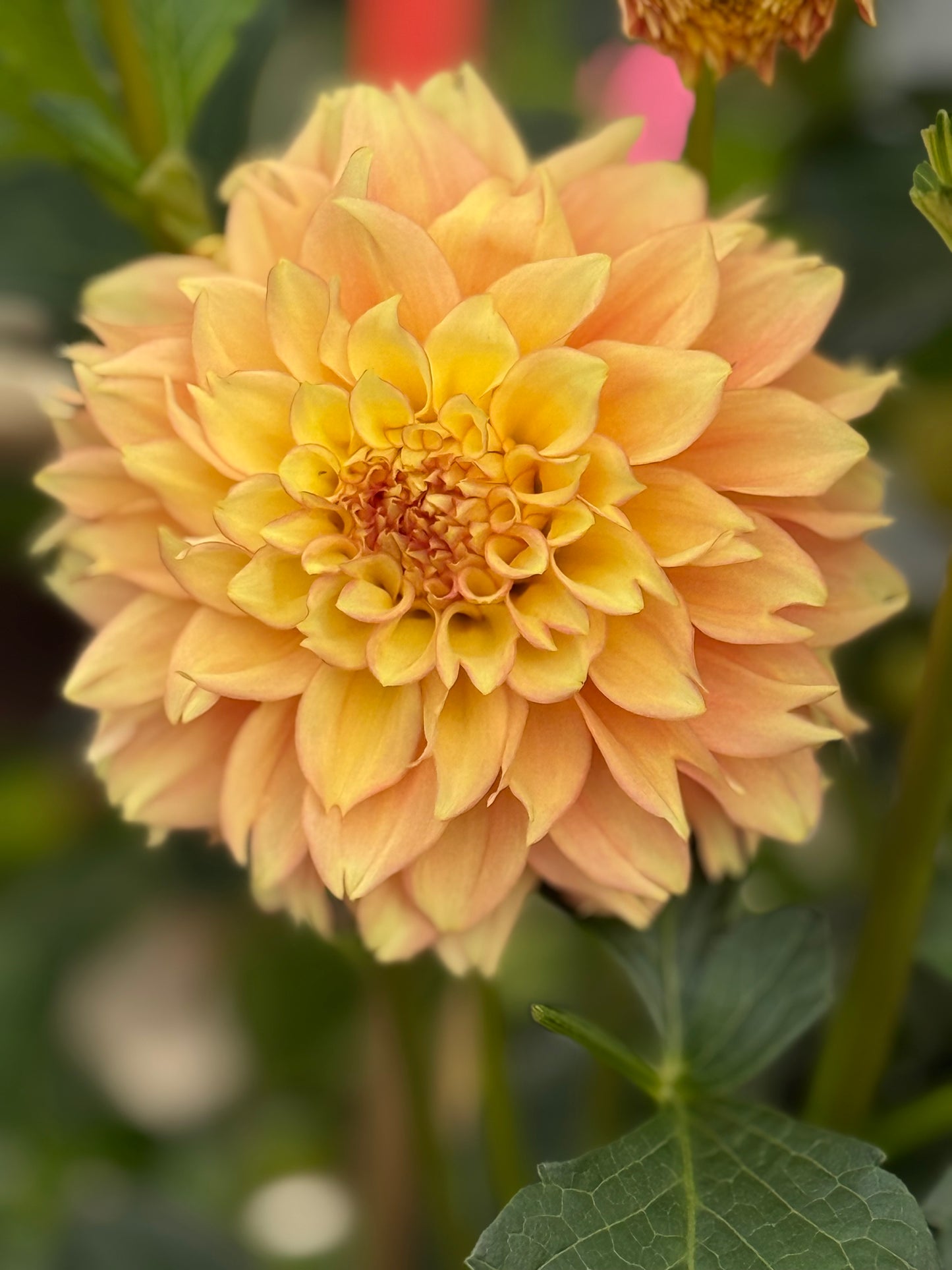 Lee's Savannah Spring Dahlia