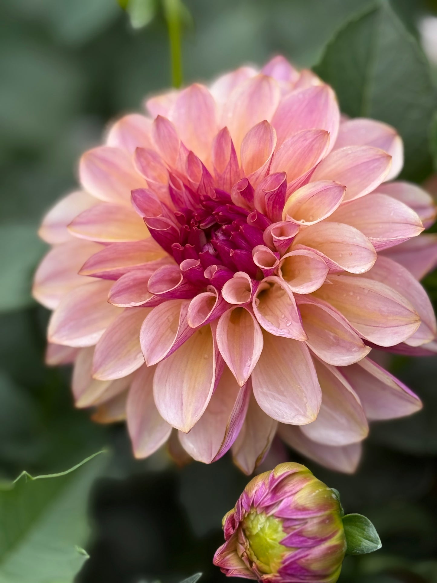 KA’s®️ Cafe Mauve Rooted Cuttings