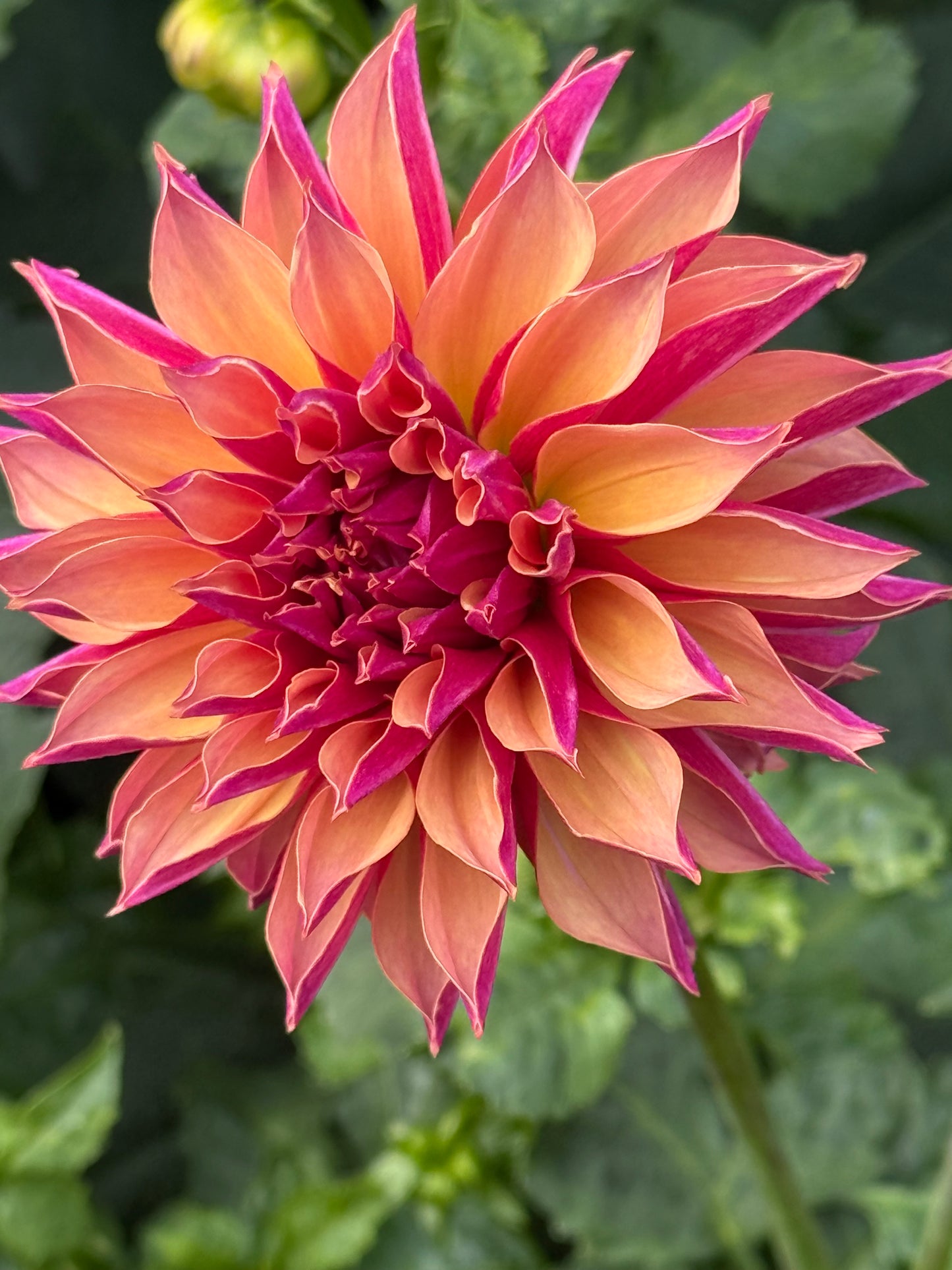 River's Elizabeth Rooted Cuttings