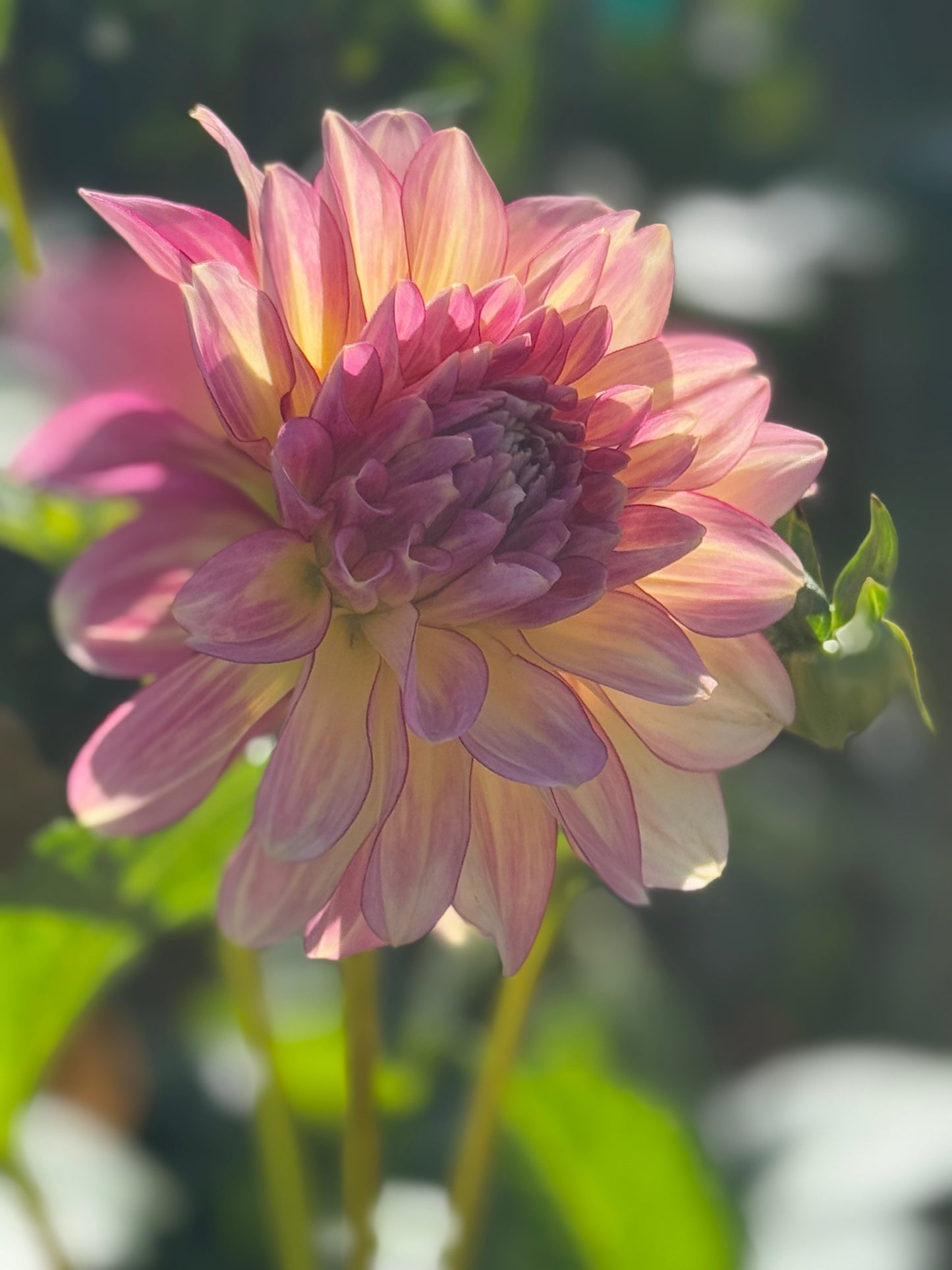 AC Twisp Rooted Cuttings