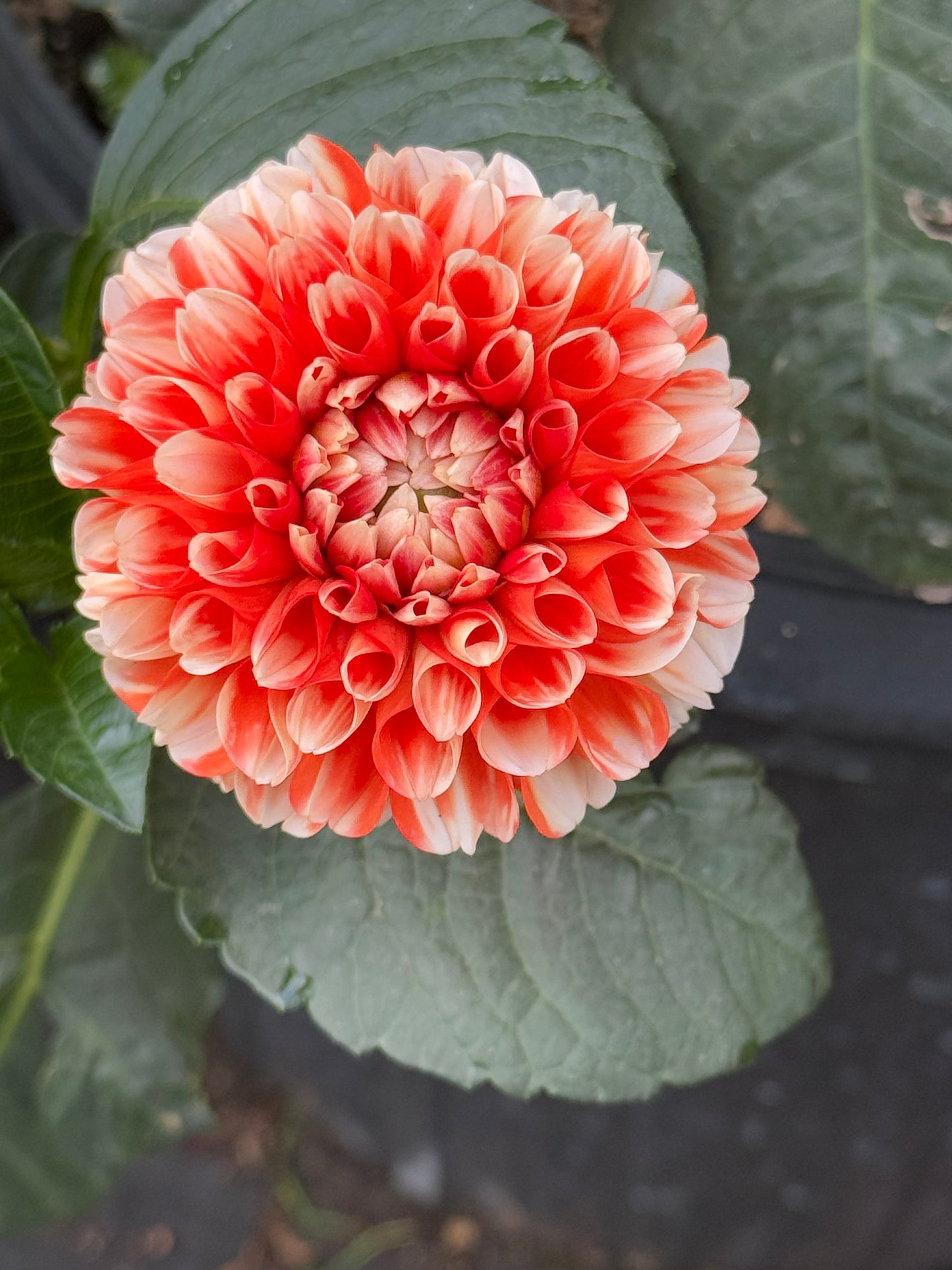 Luan Rooted Cuttings