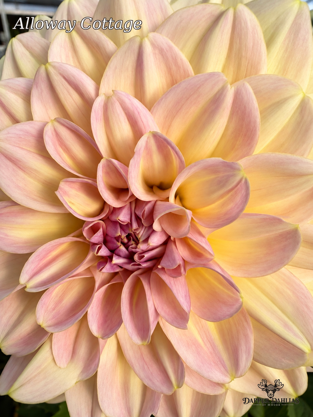 Close-up Alloway Cottage dahlia showing pale yellow petals and delicate blush tones in the inner petals