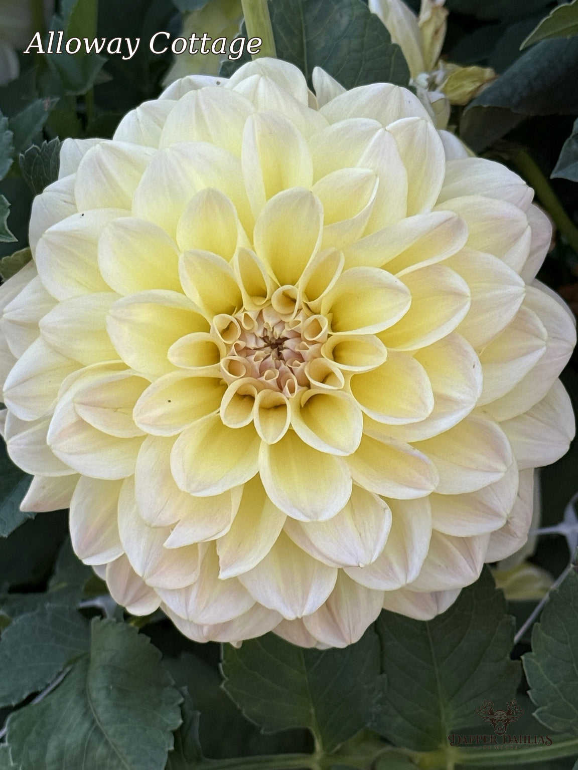 Close-up of an Alloway Cottage dahlia showing layered creamy yellow petals with a soft blush center