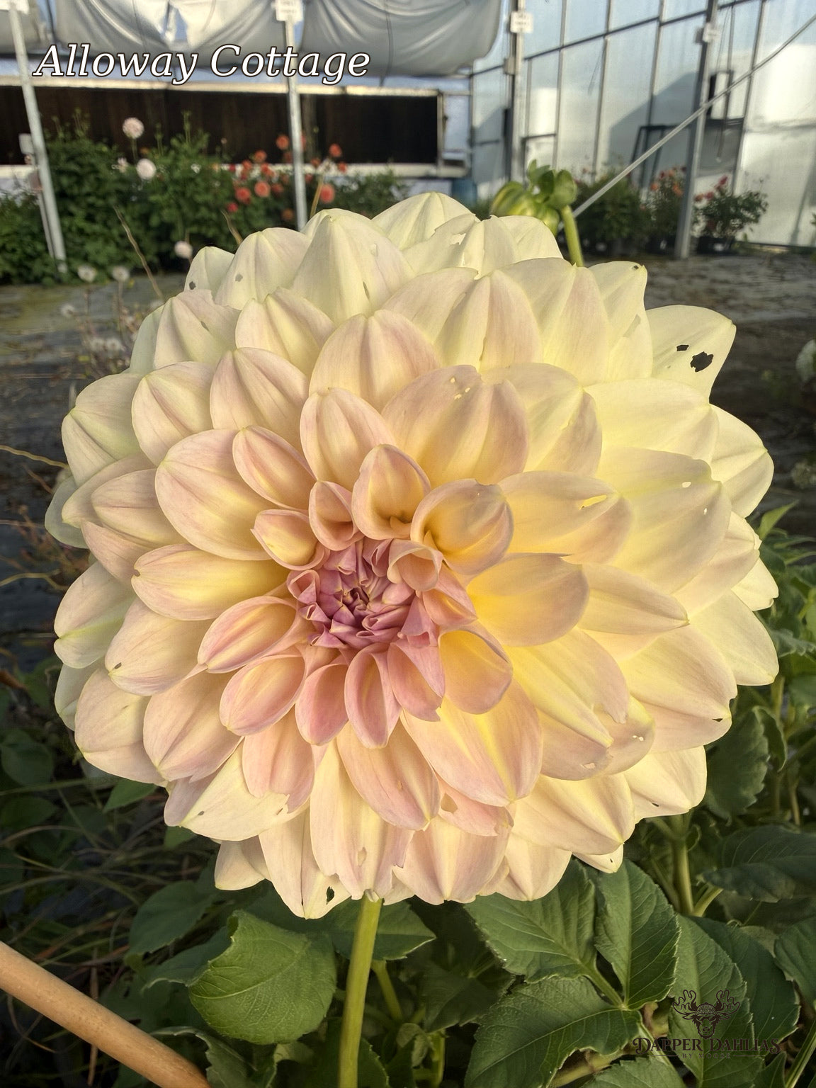 Alloway Cottage dahlia with large creamy petals and subtle peach and pink blush tones