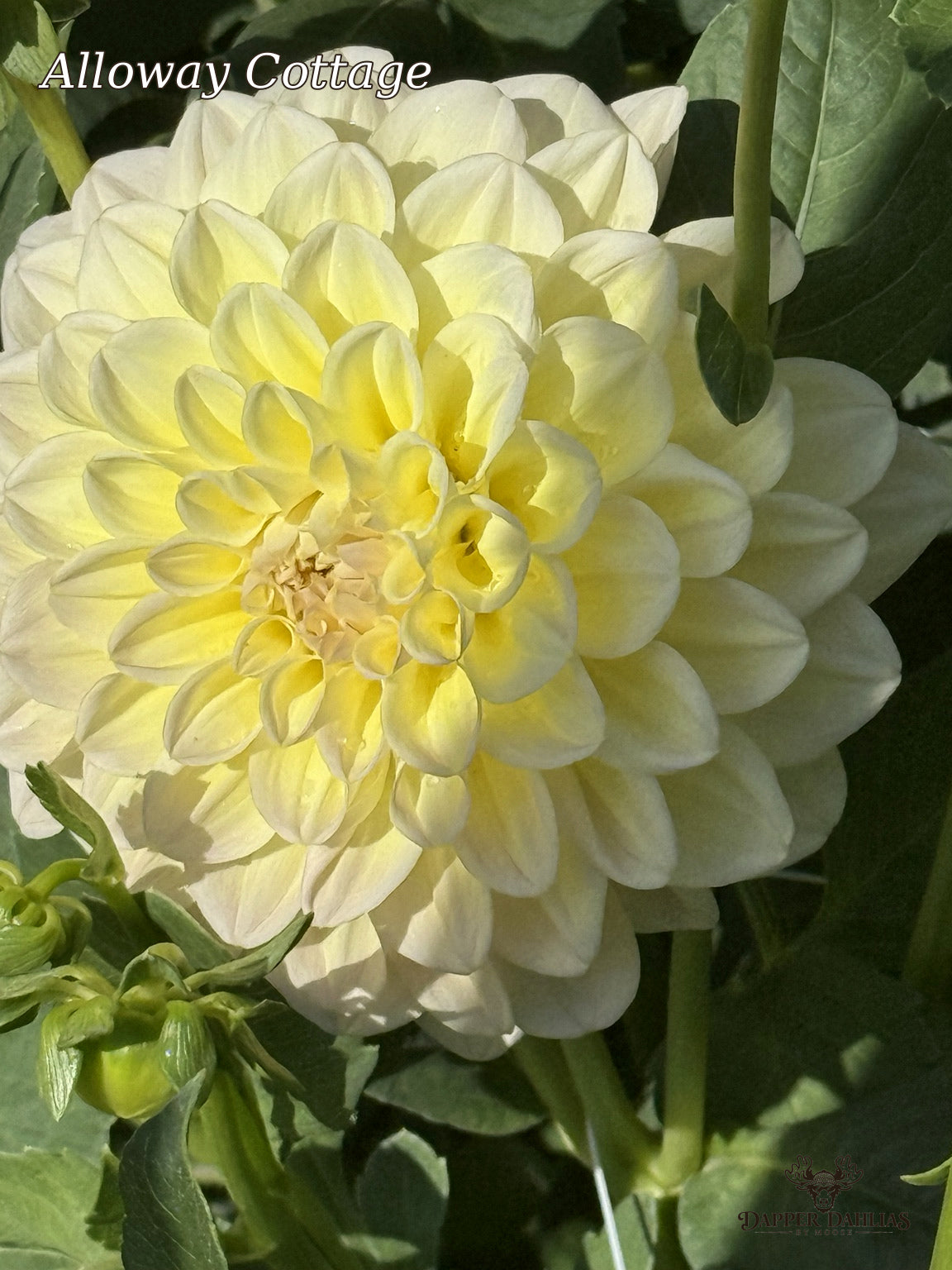 Large Alloway Cottage dahlia displaying creamy yellow petals with soft peach-pink shading around the center