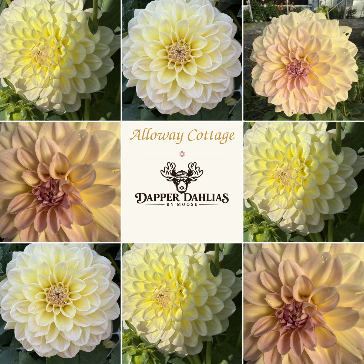 Alloway Cottage dahlia collage featuring multiple creamy yellow, peach, and blush blooms with Dapper Dahlias by Moose branding