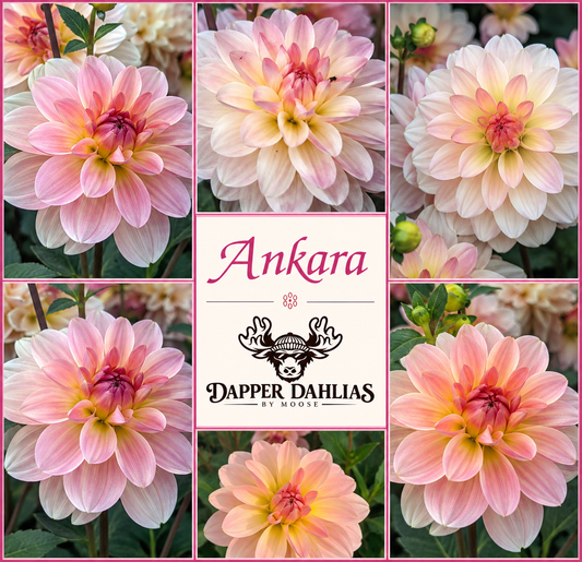 Ankara dahlia collage featuring multiple blush pink, peach, cream, and salmon blooms with Dapper Dahlias by Moose branding
