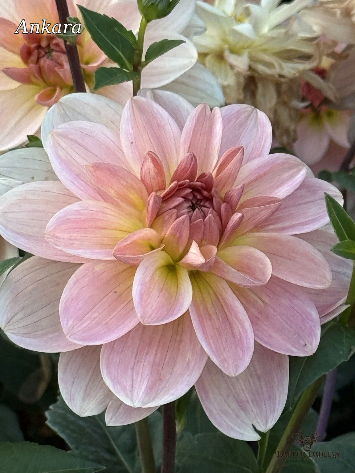 Ankara dahlia with creamy white petals, soft pink edges, and a yellow center