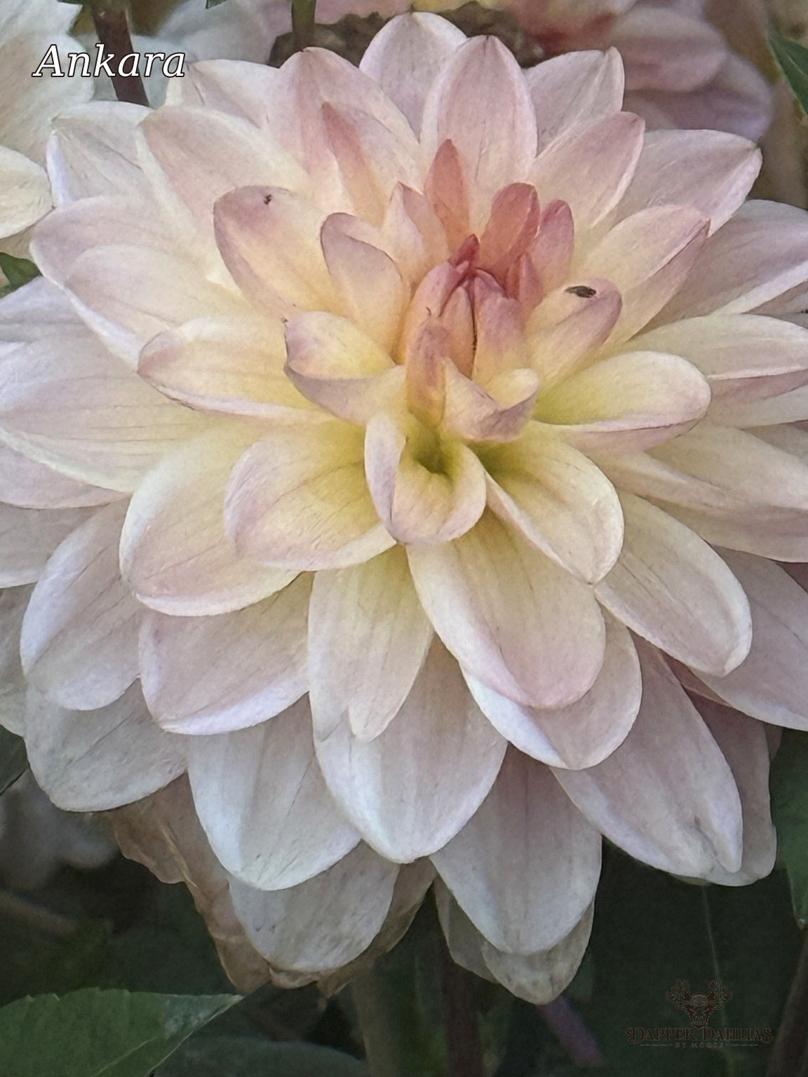 Close-up of an Ankara dahlia showing pale pink and cream petals surrounding a peach-pink center