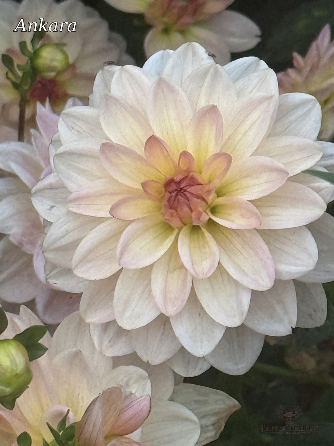 Ankara dahlia with delicate pink petals and a warm peach and yellow center surrounded by garden foliage