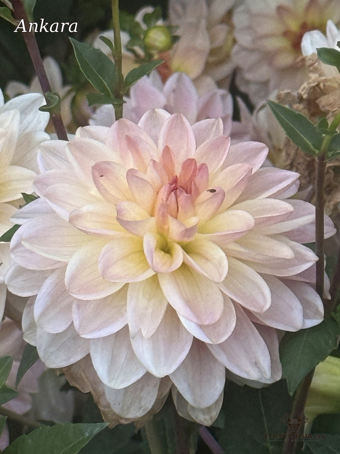 Ankara dahlia displaying warm peach and salmon petals with a glowing yellow center