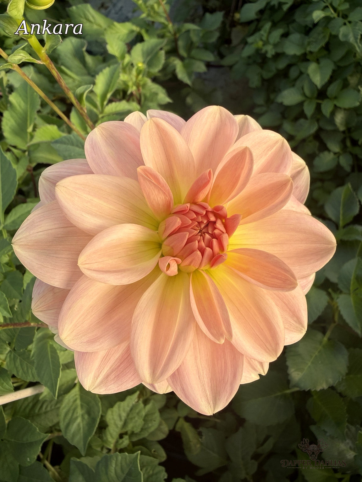 Ankara dahlia with soft blush pink petals, peach highlights, and a warm yellow center