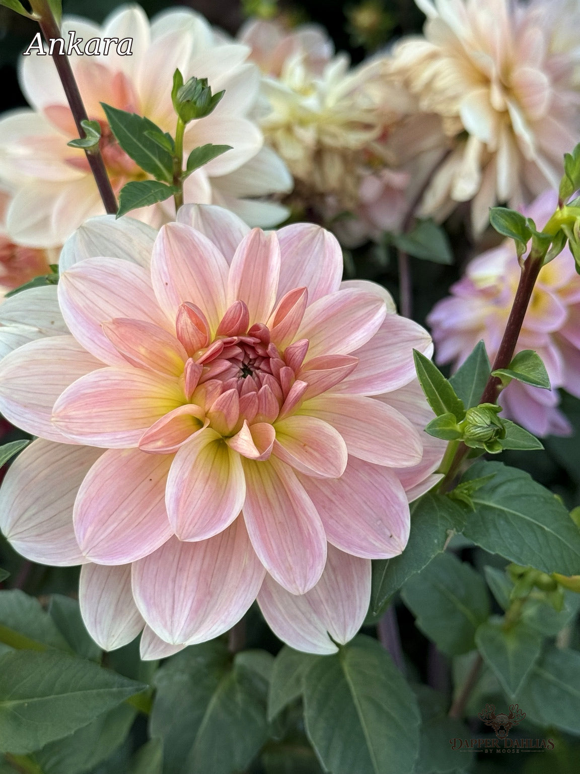 Ankara dahlia in soft blush and peach tones blooming among green foliage