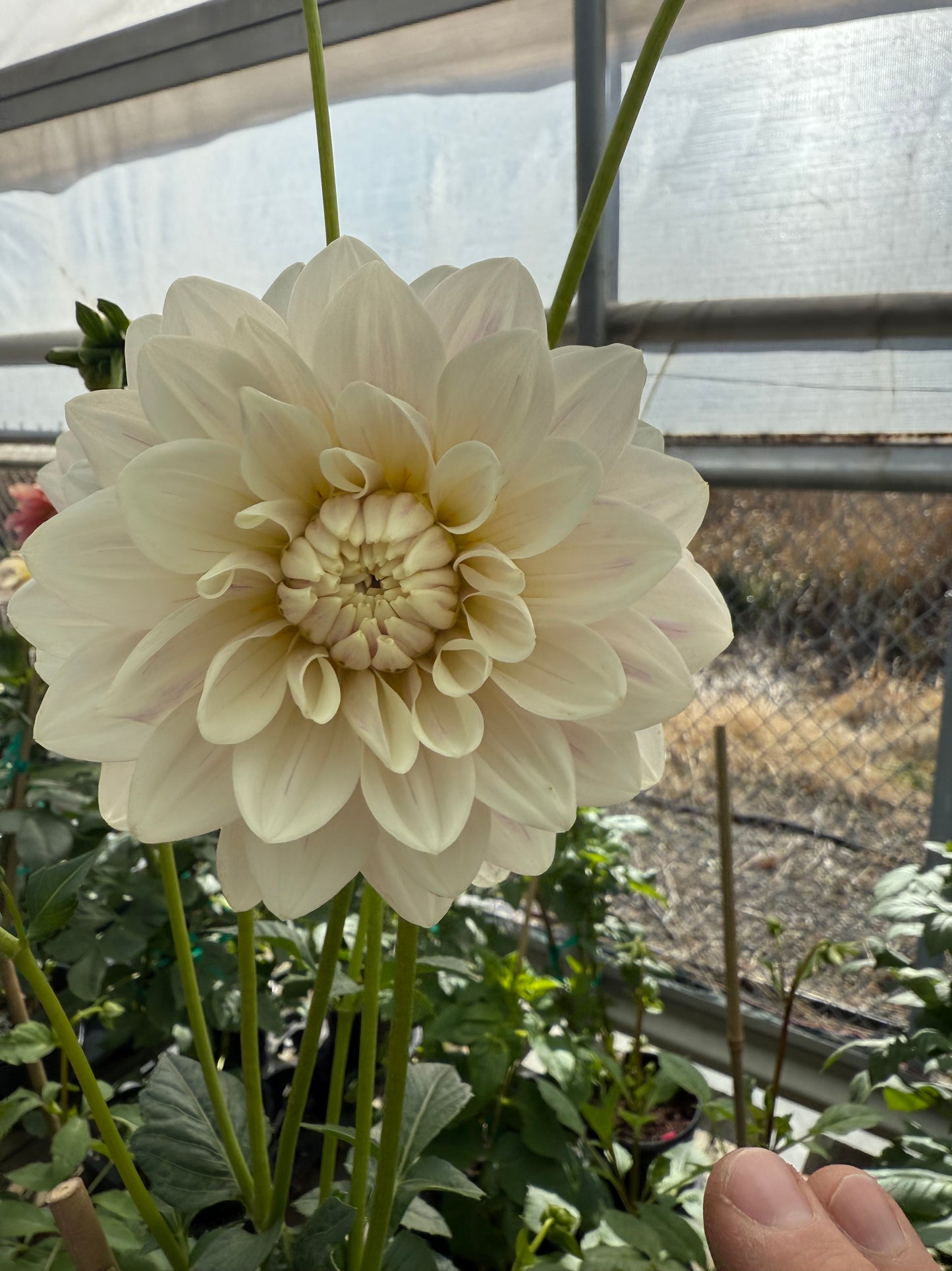 Hollyhill Snow Queen Rooted Cuttings