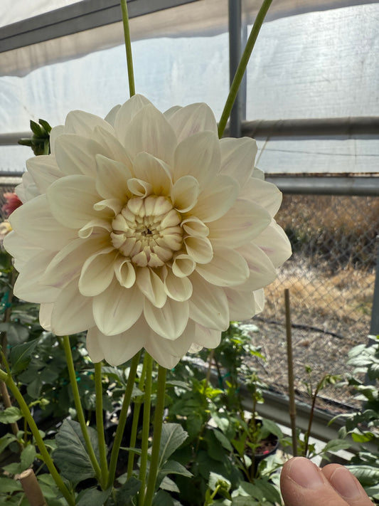 Hollyhill Snow Queen Rooted Cuttings Shipping Apr 1 - May 15