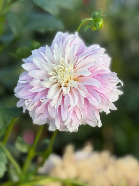 Lee's Blushed Charmeuse Dahlia