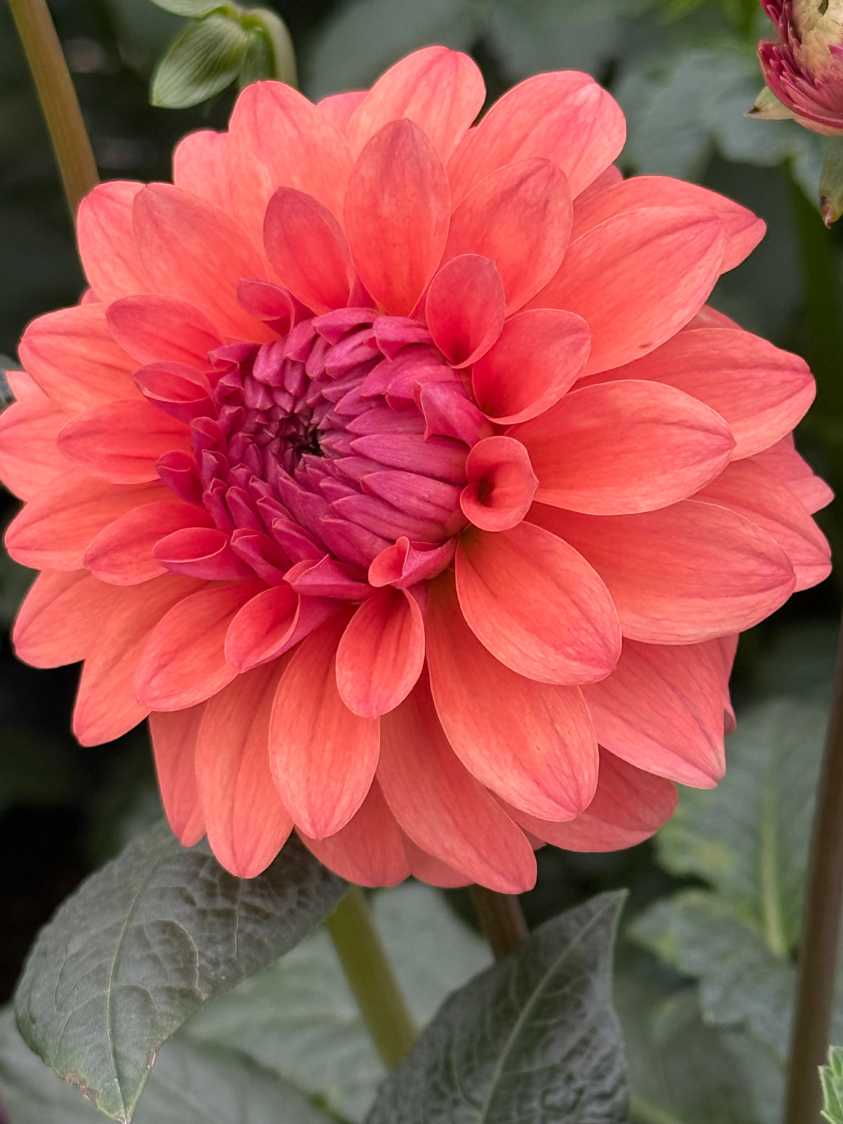 Lee's Mariposa Rooted Cuttings Shipping Apr 1 - May 15