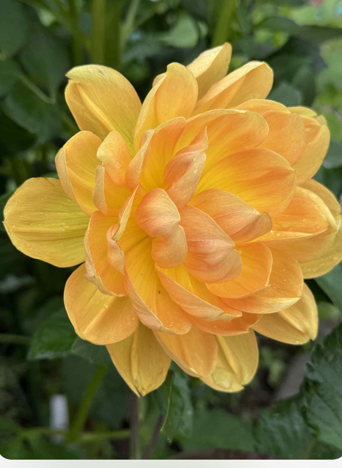 Hollyhill Honeygold Rooted Cuttings