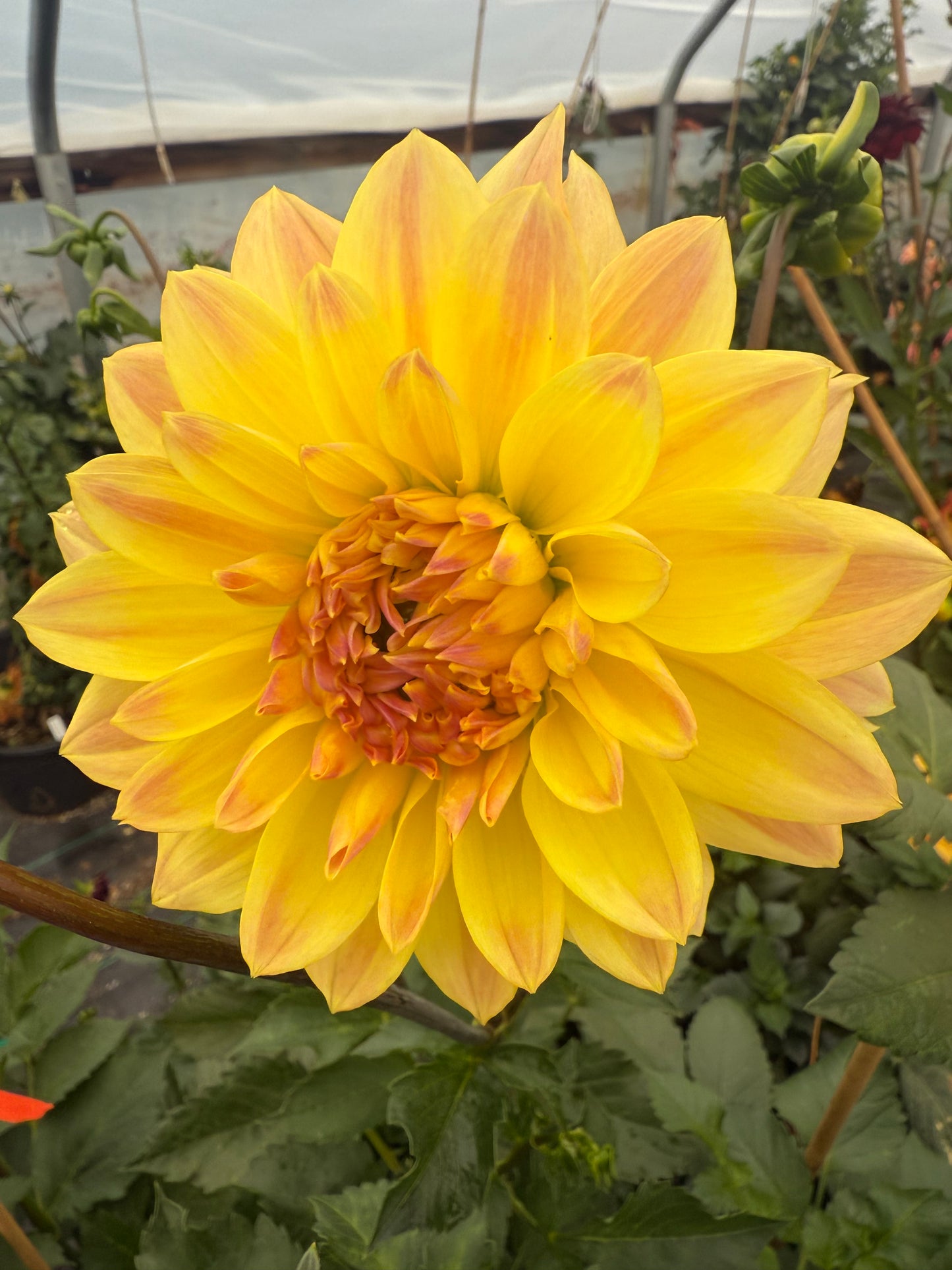 Lee’s Lotusland Rooted Cuttings