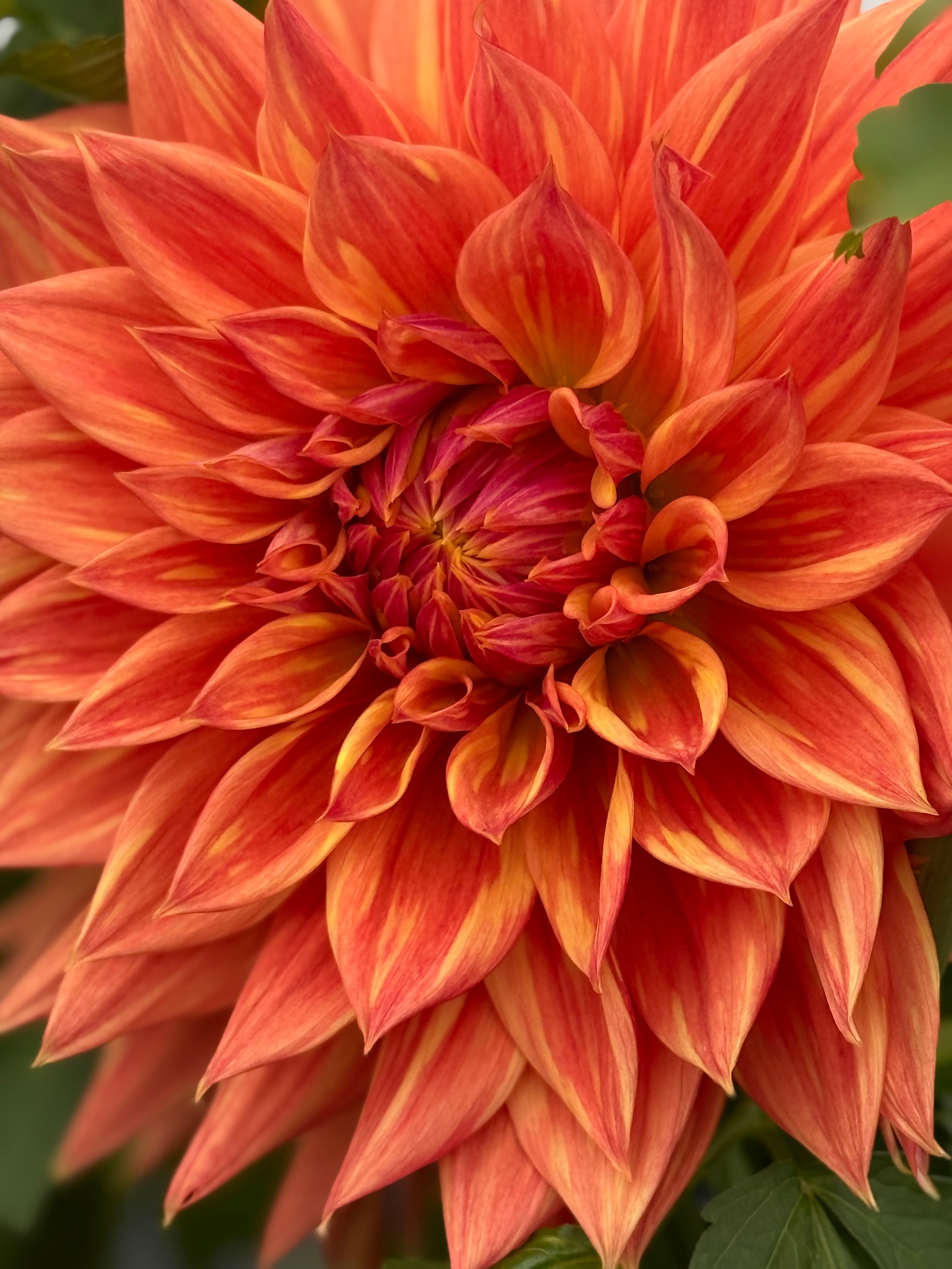 AC Alysia Rooted Cuttings Shipping Apr 1 - May 15 – Dapper Dahlias