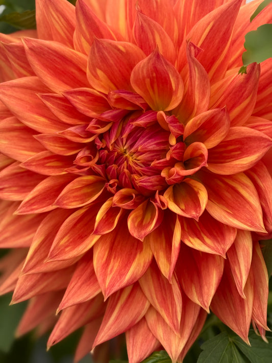 AC Alysia Rooted Cuttings