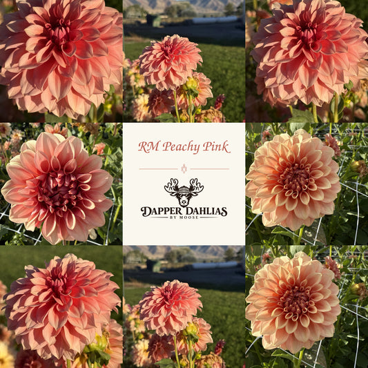 Photo collage of RM Peachy Pink dahlias showing peach-coral petals and deep pink centers in garden views and close-ups.