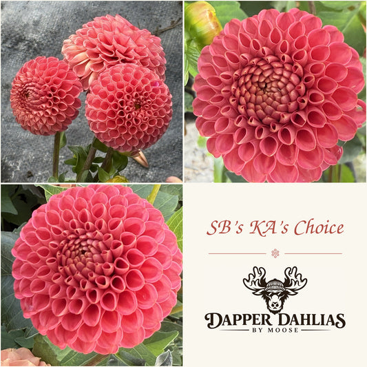 Three-photo collage of SB's KA's Choice dahlias showing coral-pink rounded blooms and a Dapper Dahlias by Moose label.